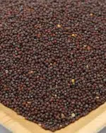 gros plan graines moutarde brune
