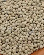 gros plan poivre blanc entier etal des epices
