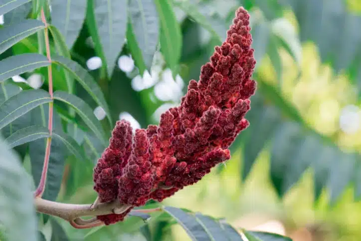 Plante de sumac